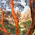 Земляничное дерево (панорама)