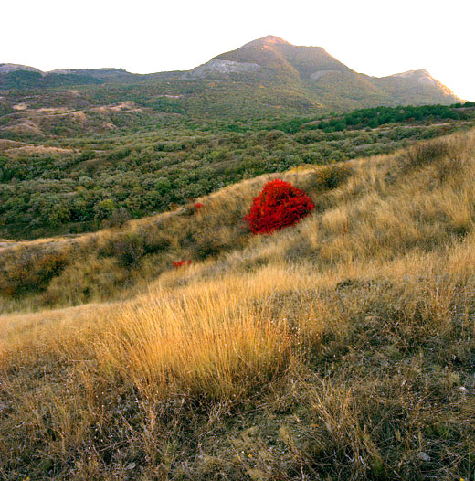 Красный куст на фоне Святой горы