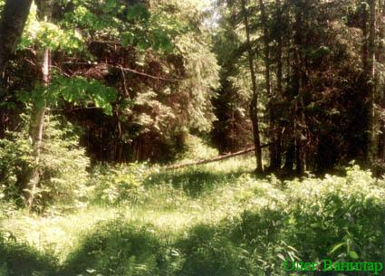 Шишкинский лес